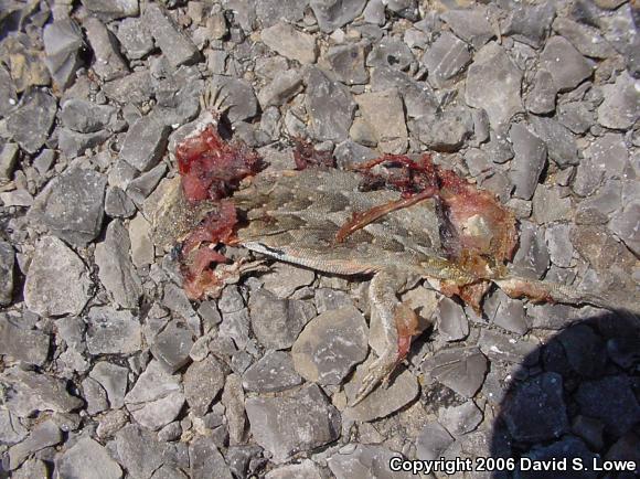 Prairie Earless Lizard (Holbrookia maculata perspicua)