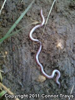 Texas Threadsnake (Leptotyphlops dulcis dulcis)