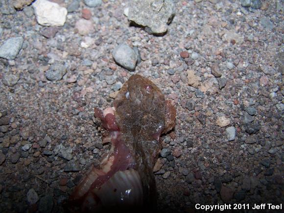 Baja California Night Snake (Eridiphas slevini)