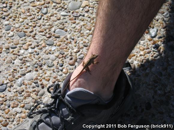 Cuban Brown Anole (Anolis sagrei sagrei)