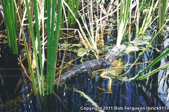 American Alligator (Alligator mississippiensis)