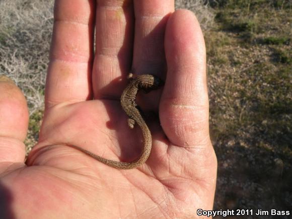 Desert Night Lizard (Xantusia vigilis vigilis)