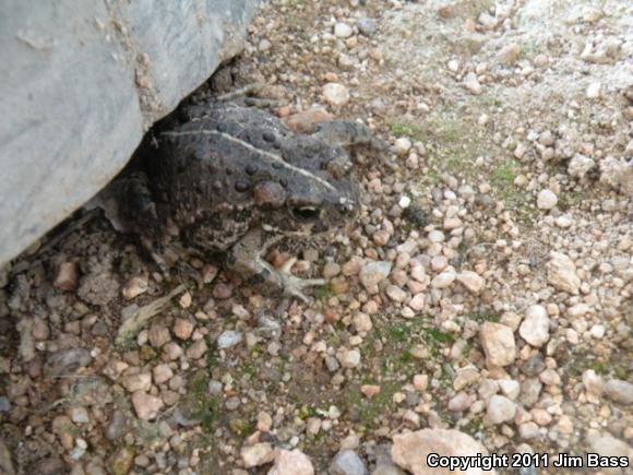 Southern California Toad (Anaxyrus boreas halophilus)