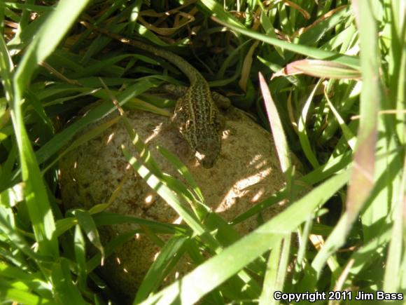 Western Side-blotched Lizard (Uta stansburiana elegans)