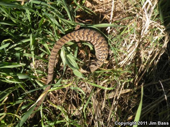 San Diego Alligator Lizard (Elgaria multicarinata webbii)