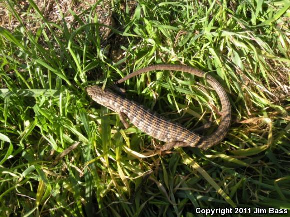 San Diego Alligator Lizard (Elgaria multicarinata webbii)