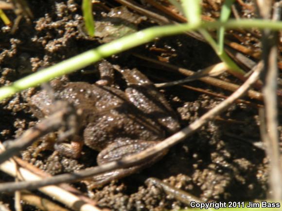 California Treefrog (Pseudacris cadaverina)