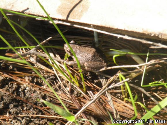 Baja California Treefrog (Pseudacris hypochondriaca)