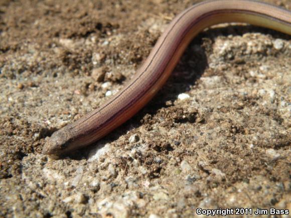 California Legless Lizard (Anniella pulchra)