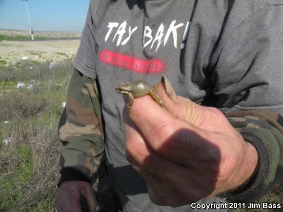 Baja California Treefrog (Pseudacris hypochondriaca)