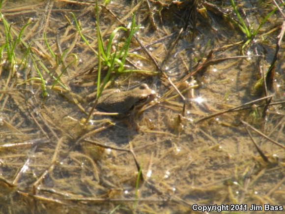 Sierran Treefrog (Pseudacris sierra)