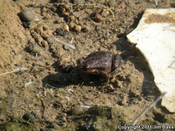 Sierran Treefrog (Pseudacris sierra)