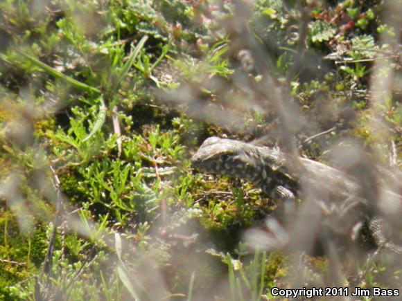 Western Side-blotched Lizard (Uta stansburiana elegans)