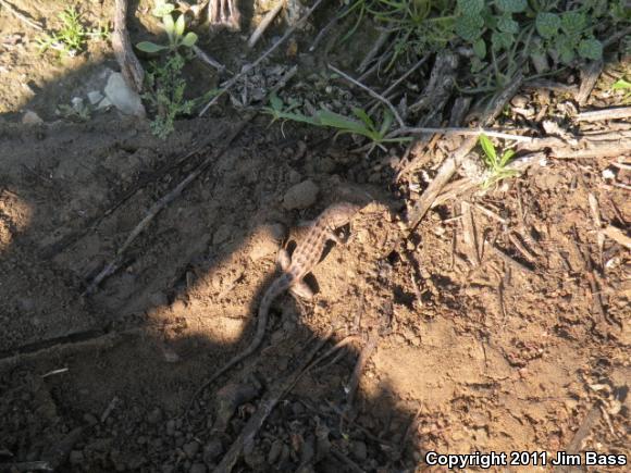 Western Side-blotched Lizard (Uta stansburiana elegans)