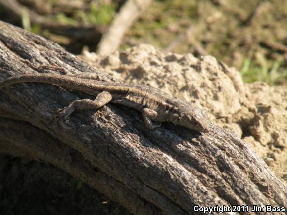 Western Side-blotched Lizard (Uta stansburiana elegans)