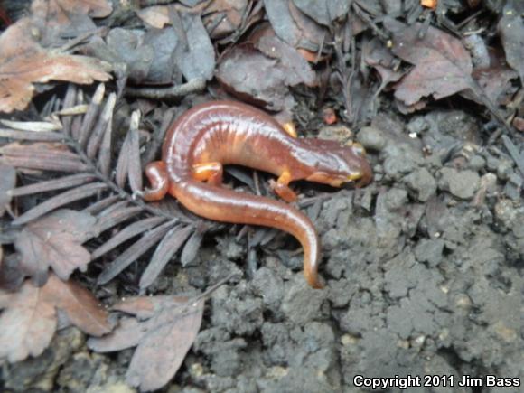 Yellow-eyed Ensatina (Ensatina eschscholtzii xanthoptica)