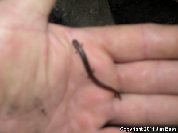 California Slender Salamander (Batrachoseps attenuatus)