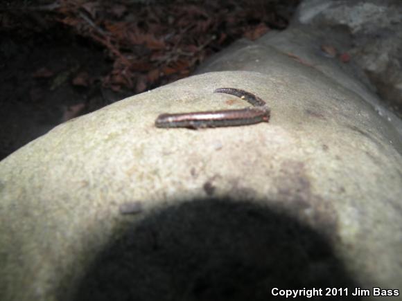 California Slender Salamander (Batrachoseps attenuatus)