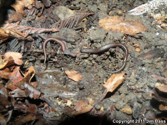 California Slender Salamander (Batrachoseps attenuatus)