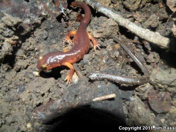 Yellow-eyed Ensatina (Ensatina eschscholtzii xanthoptica)