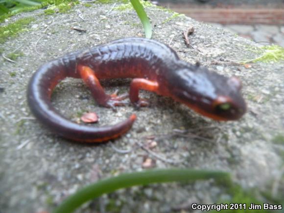 Yellow-eyed Ensatina (Ensatina eschscholtzii xanthoptica)