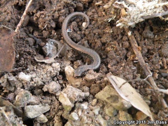 California Slender Salamander (Batrachoseps attenuatus)