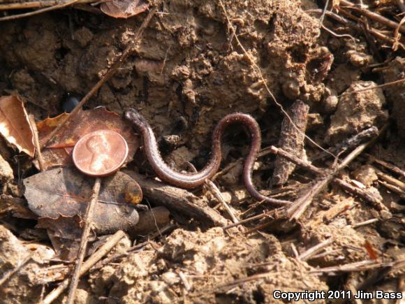 California Slender Salamander (Batrachoseps attenuatus)