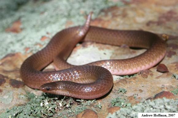 Midwestern Wormsnake (Carphophis amoenus helenae)