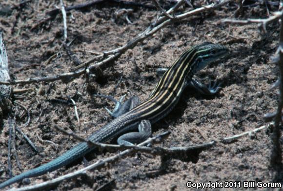 Plains Striped Whiptail (Aspidoscelis inornata llanuras)