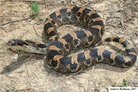 Eastern Hog-nosed Snake (Heterodon platirhinos)