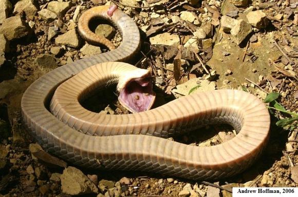 Eastern Hog-nosed Snake (Heterodon platirhinos)