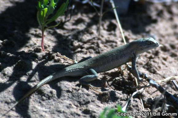 Dunes Sagebrush Lizard (Sceloporus arenicolus)