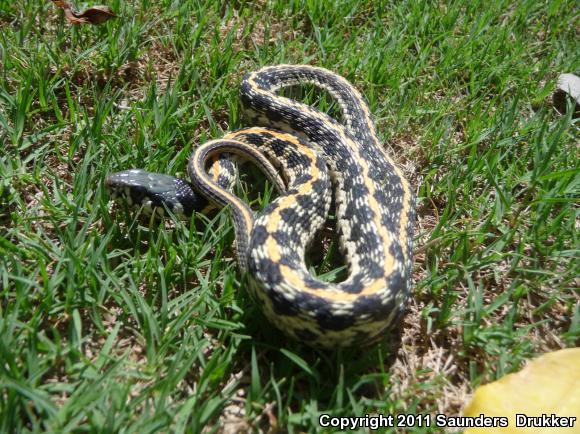 Eastern Black-necked Gartersnake (Thamnophis cyrtopsis ocellatus)