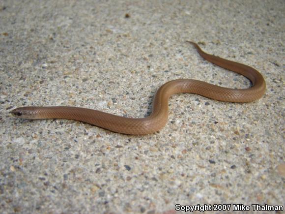 Western Smooth Earthsnake (Virginia valeriae elegans)