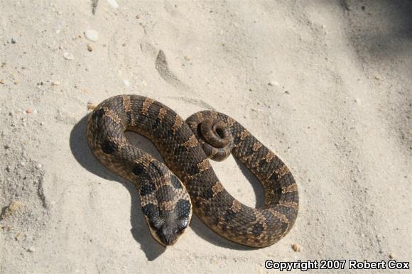 Eastern Hog-nosed Snake (Heterodon platirhinos)