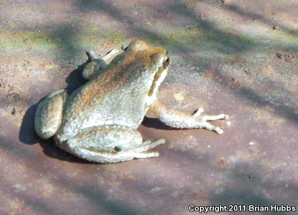 Baja California Treefrog (Pseudacris hypochondriaca)