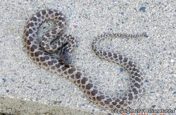 San Diego Nightsnake (Hypsiglena ochrorhyncha klauberi)