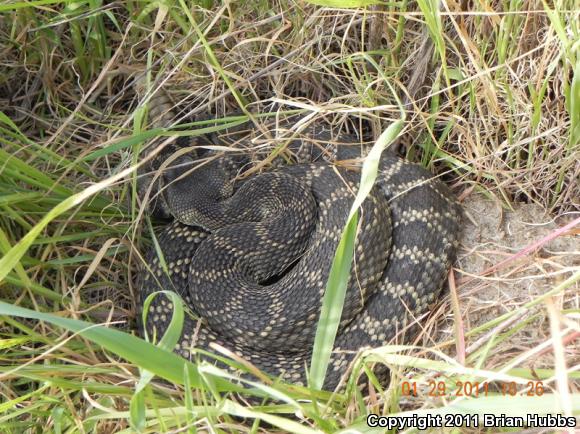 Southern Pacific Rattlesnake (Crotalus oreganus helleri)