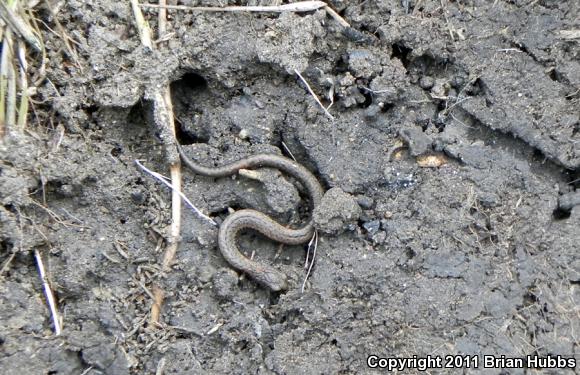 Black-bellied Slender Salamander (Batrachoseps nigriventris)