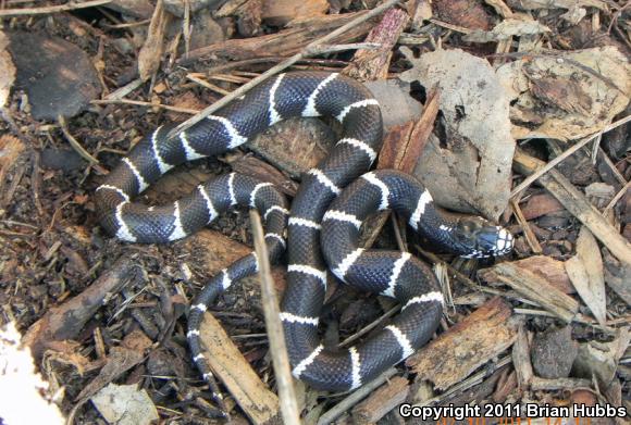 California Kingsnake (Lampropeltis getula californiae)