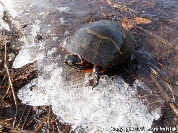 Painted Turtle (Chrysemys picta)