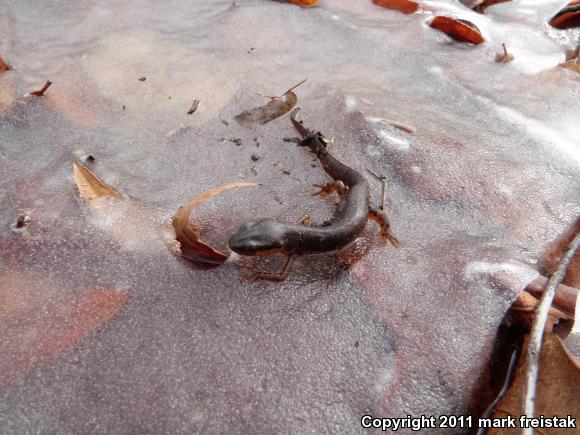 Eastern Newt (Notophthalmus viridescens)