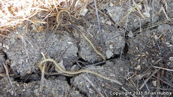 California Striped Racer (Coluber lateralis lateralis)