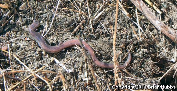 Garden Slender Salamander (Batrachoseps major major)