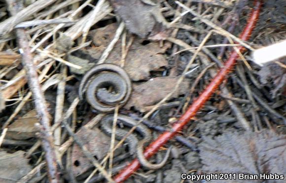 California Slender Salamander (Batrachoseps attenuatus)