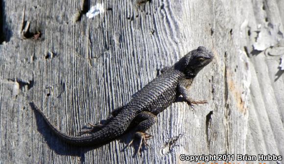 Coast Range Fence Lizard (Sceloporus occidentalis bocourtii)