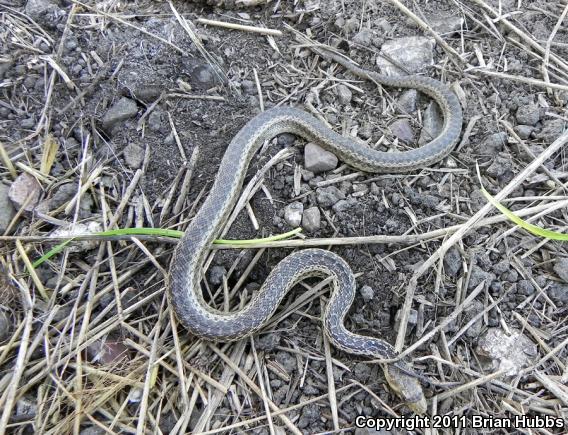 San Diego Gopher Snake (Pituophis catenifer annectens)