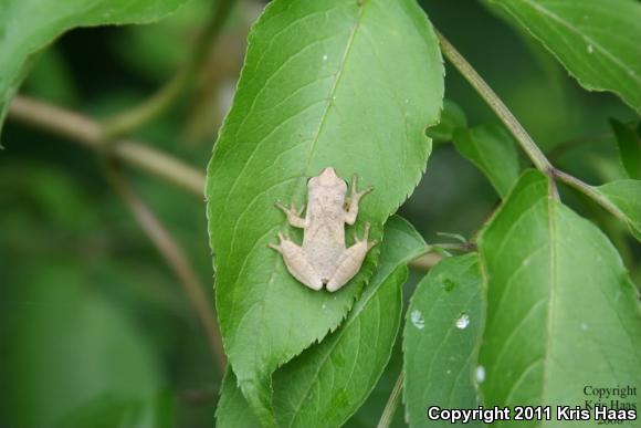 Spring Peeper (Pseudacris crucifer)