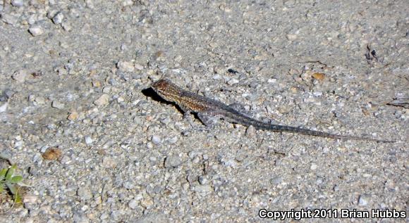 Common Side-blotched Lizard (Uta stansburiana)