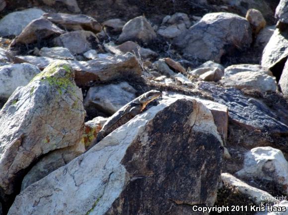 Common Chuckwalla (Sauromalus ater)